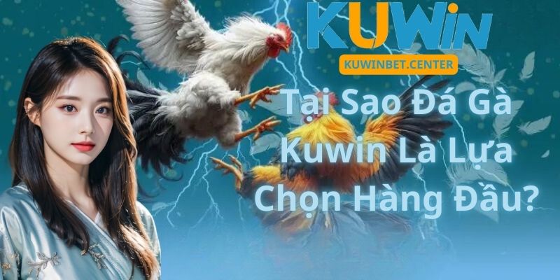 Tại Sao Đá Gà Kuwin Là Lựa Chọn Hàng Đầu?